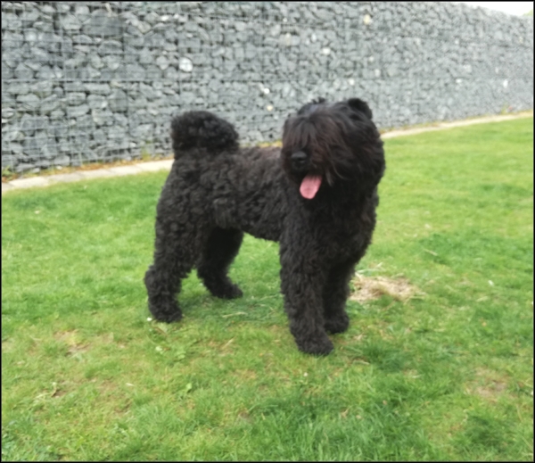 Bouvier- en Schapendoeskennel van het Molengat
