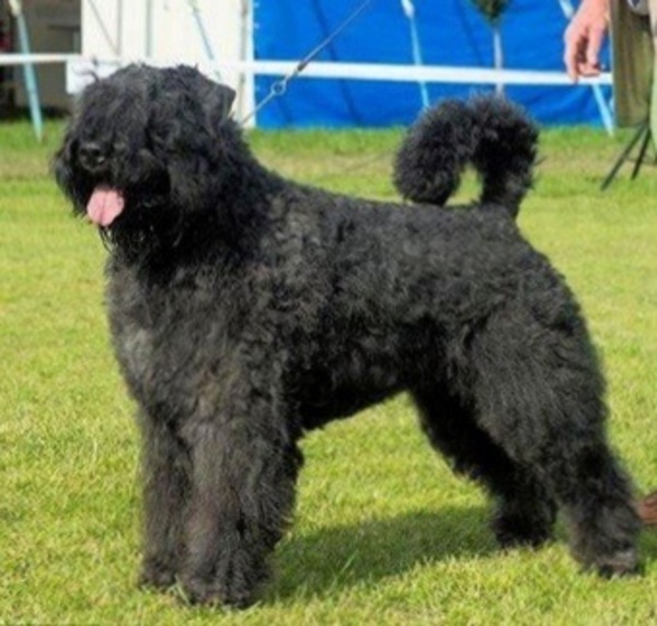 Bouvier- en Schapendoeskennel van het Molengat