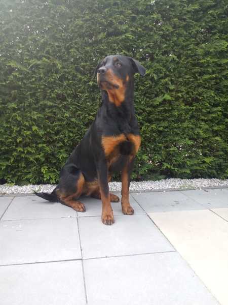 Rottweiler