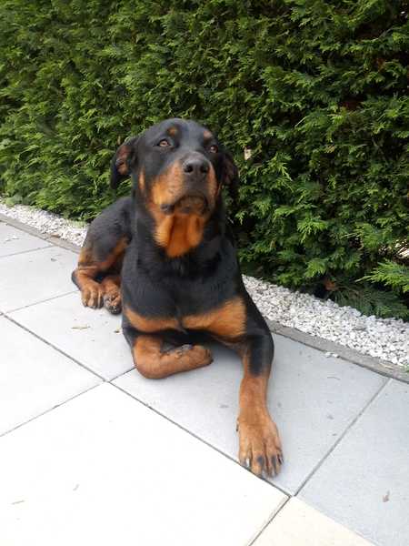 Rottweiler