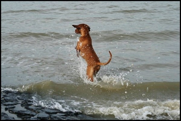 Jara zoekt over het water naar de meeuwen