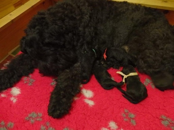 Bouvier- en Schapendoeskennel van het Molengat