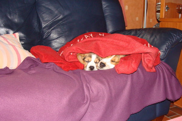 wij maken altijd ons bedje en kruipen onder het dekentje.