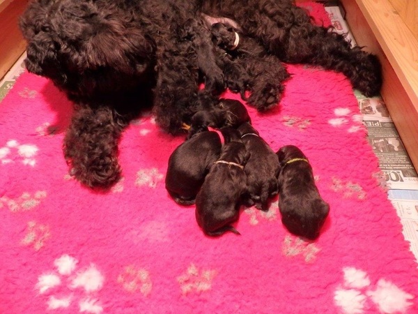 Bouvier- en Schapendoeskennel van het Molengat