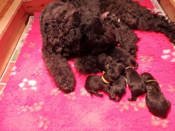 Bouvier- en Schapendoeskennel van het Molengat