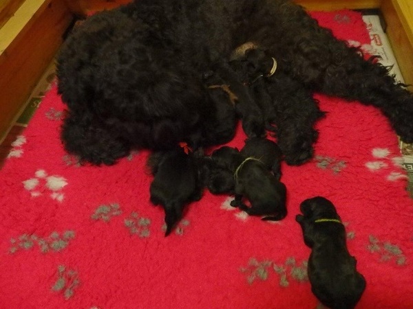 Bouvier- en Schapendoeskennel van het Molengat