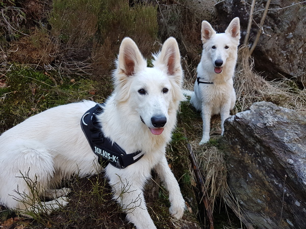 Zwitserse witte herder van het Svenhof