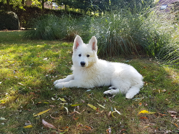 Zwitserse witte herder van het Svenhof