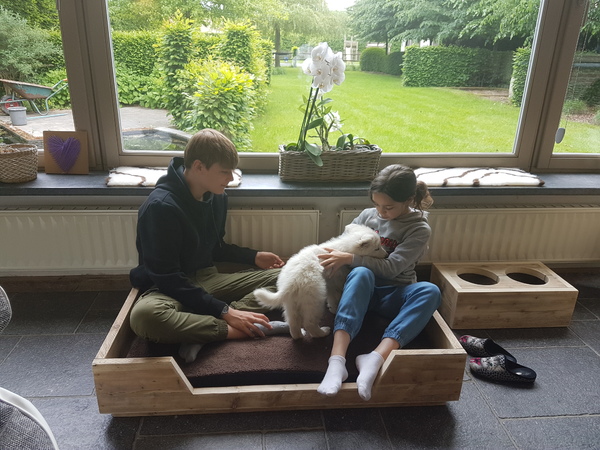 Zwitserse witte herder van het Svenhof