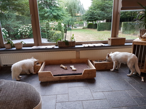 Zwitserse witte herder van het Svenhof