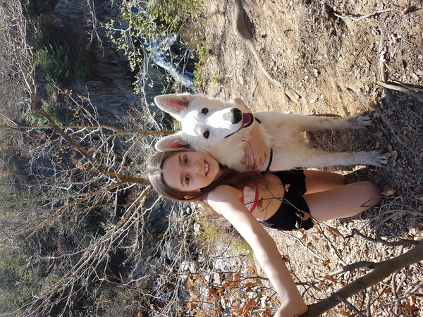 Zwitserse witte herder van het Svenhof