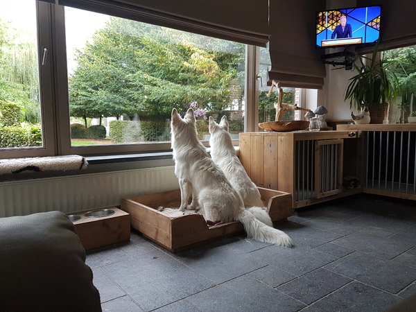 Zwitserse witte herder van het Svenhof