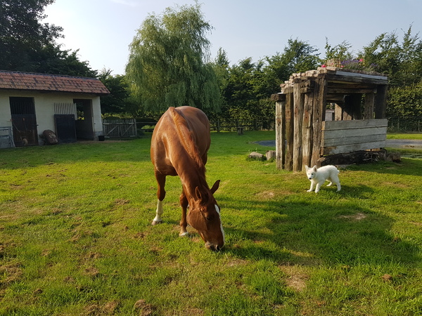 Zwitserse witte herder van het Svenhof