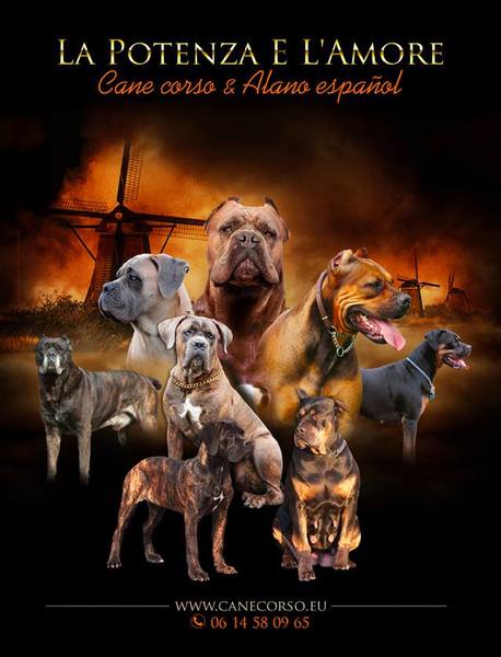 La Potenza E L' Amore