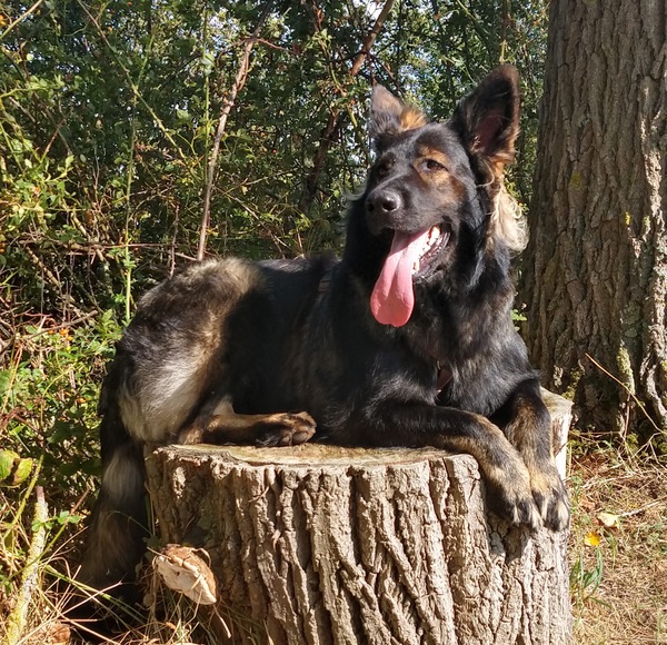 Altdeutsche Schäferhunde 