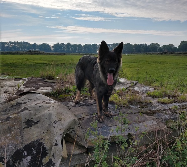Altdeutsche Schäferhunde 