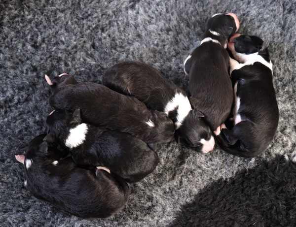 Steady Cherryborders