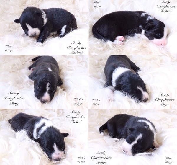 Steady Cherryborders