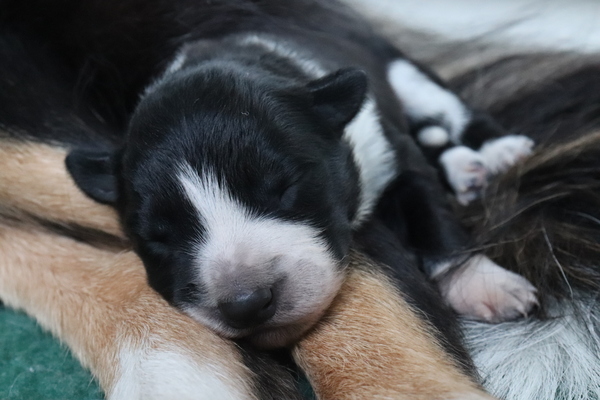 Steady Cherryborders