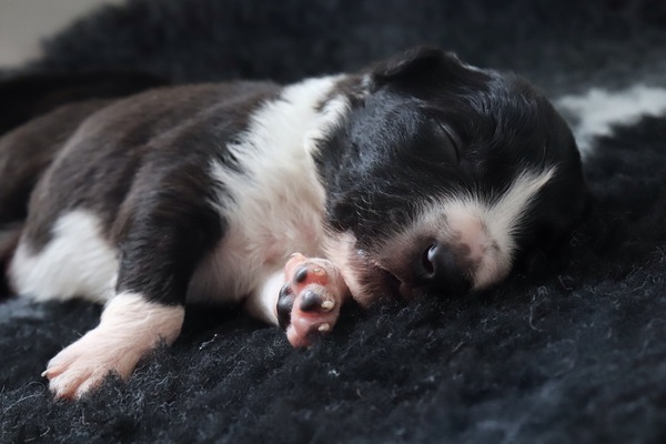 Steady Cherryborders