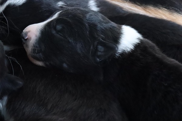 Steady Cherryborders