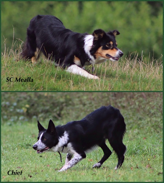 Steady Cherryborders