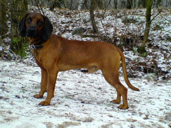 Bayerischer Gebirgsschweisshund