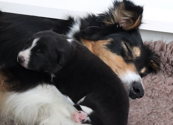 Steady Cherryborders