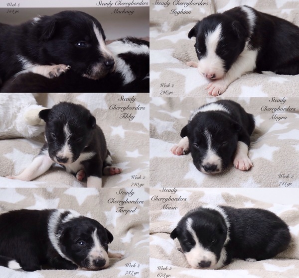 Steady Cherryborders