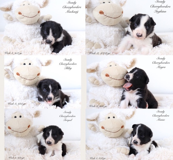 Steady Cherryborders