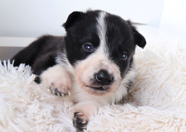 Steady Cherryborders