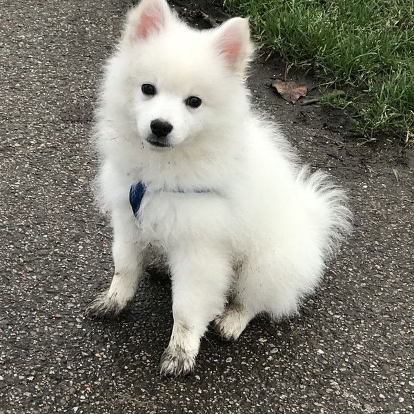 Keeshond, Middenslag