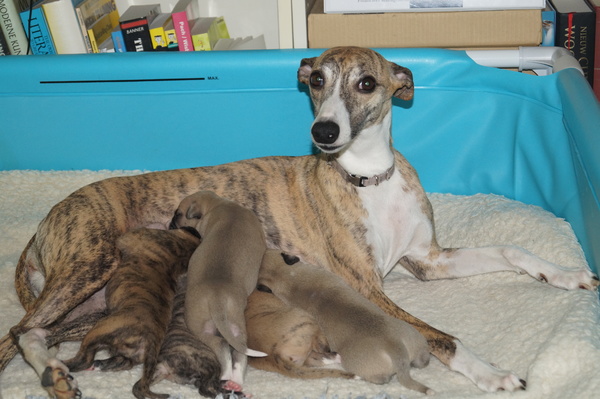 Nonsuch whippets