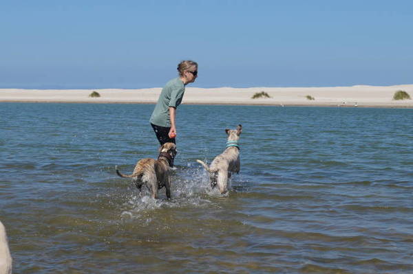 Nonsuch whippets