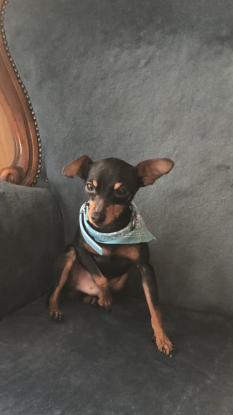 Dwergpinscher