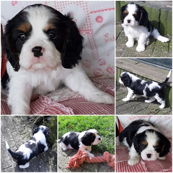Nelly's Cavaliers