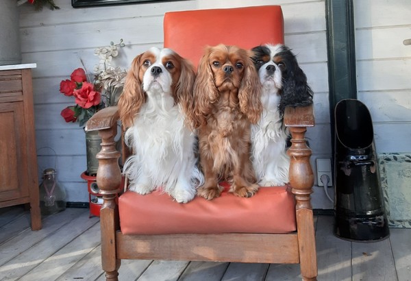 Cavalier King Charles Spaniel