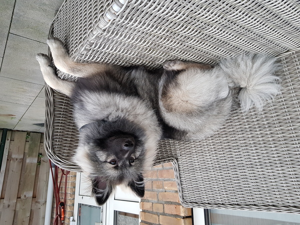 Grote Keeshond, wolfsgrijs