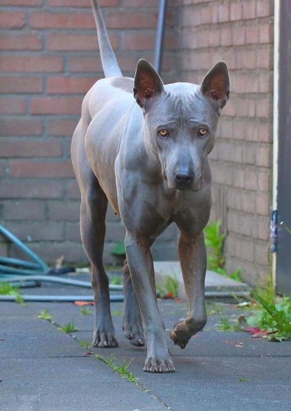 Thai Ridgeback