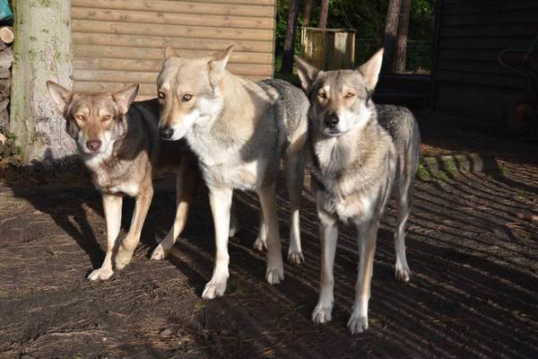 Lykos Saarlooswolfhonden