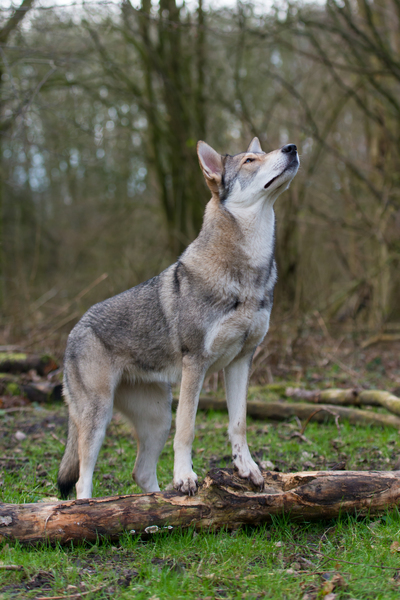 Lykos Saarlooswolfhonden