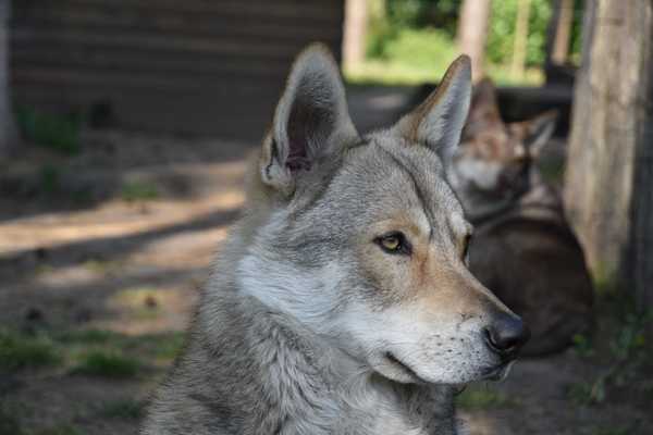 Lykos Saarlooswolfhonden