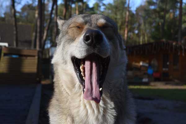 Lykos Saarlooswolfhonden