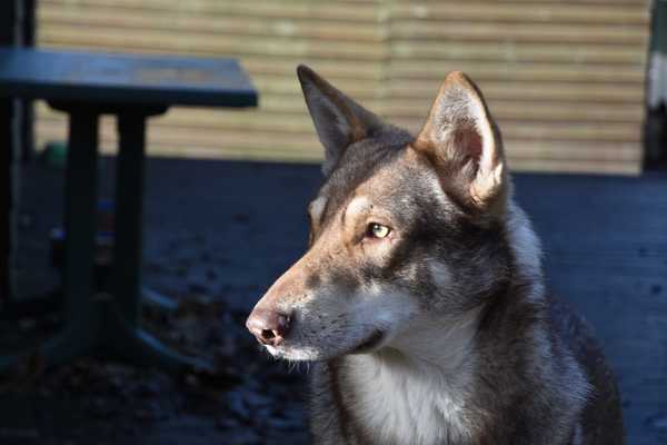 Lykos Saarlooswolfhonden