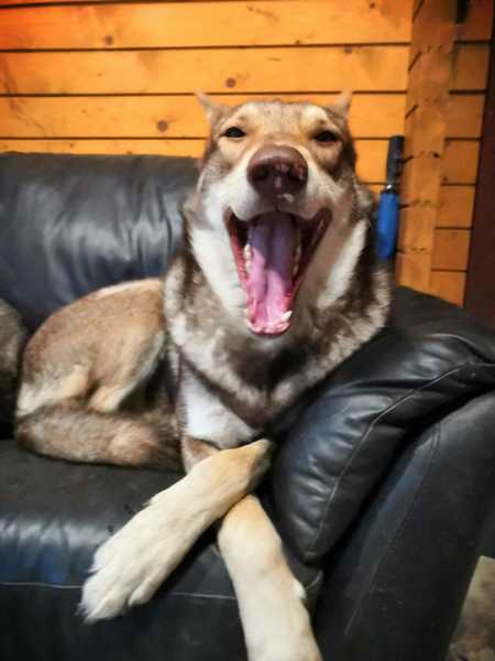 Lykos Saarlooswolfhonden