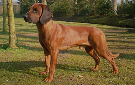 Bayerischer Gebirgsschweisshund