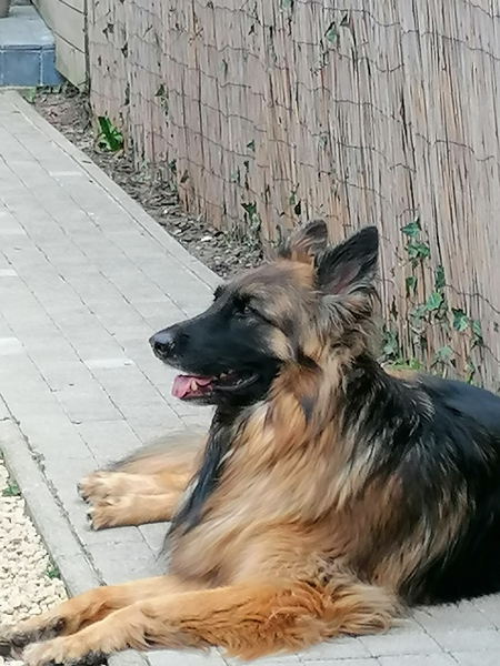 Oud Duitse Herdershond