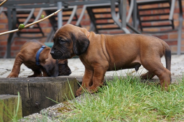 z Krainy Przodków FCI