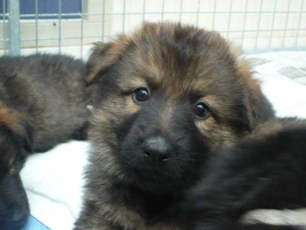 Ooghduyne Pietertjeshoeve