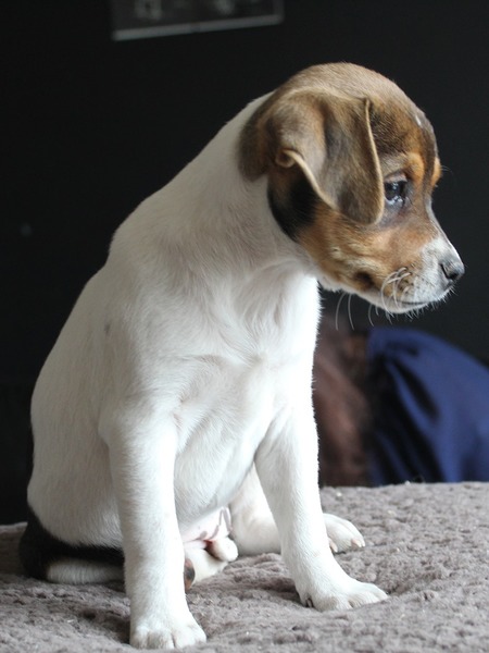 Deens Zweedse Boerderijhond